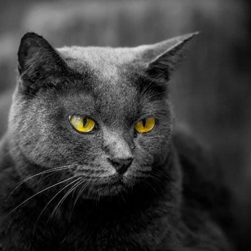 Geohellas Cat Litter