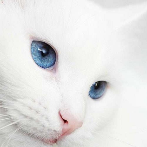 Geohellas Cat Litter