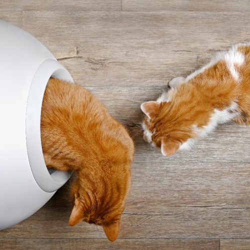 Geohellas Cat Litter